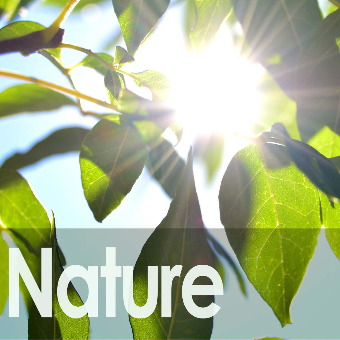 Nature Gallery